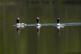 Black-throated Loon