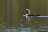 Black-throated Loon