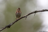 Rustic Bunting
