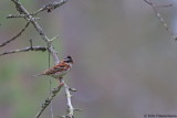 Rustic Bunting