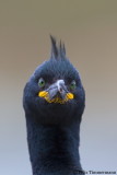 European Shag