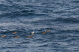 Stellers Eider