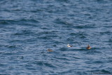 Stellers Eider