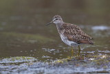 Wood Sandpiper