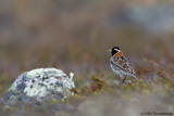 Lapland Longspur