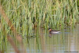 Red-necked Phalarope