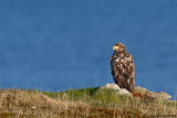 White-tailed Eagle