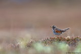 Redwing