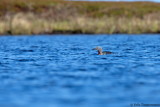 Red-throated Loon