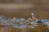 Dotterel