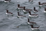 Thick-billed Murrelet