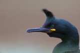 European Shag