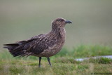 Great Skua