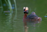 Horned Grebe