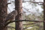 Ural Owl