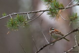 Rustic Bunting