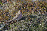 Arctic Redpoll
