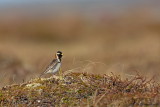 Lapland Longspur