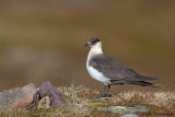 Parasitic Jaeger