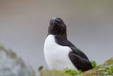 Razorbill