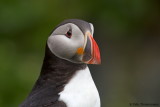 Puffin