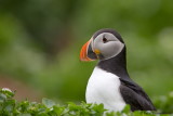 Puffin