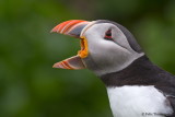 Puffin