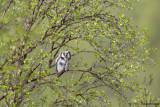 Hawk Owl