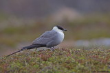 Long-tailed Skua