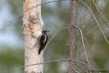 Three-toed Woodpecker