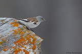White-winged Snowfinch