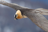 Bearded Vulture