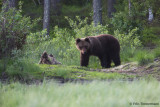 European Brown Bear