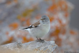 White-winged Snowfinch