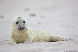Grey Seal
