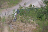 Mountain hare