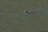 Eurasian Otter