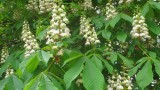 Chestnuts in Blossom