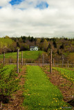 Annapolis Valley Vineyards