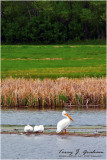 Pelicans