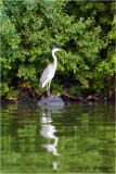 Heron