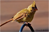 Immature Cardinal