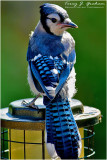 Blue Jay at my Birdfeeder