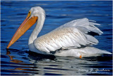 Pelican