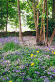 Woodland flowers