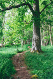 Baldovan Woods