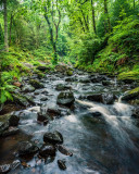 Queens Forest, Aberfoyle