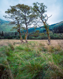 Crianlarich