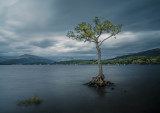 Milarrochy Bay tree