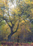 Autumnal oak